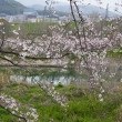 背割桜8