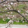 背割桜