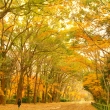 秋色の木々の回廊