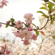 薄桃色の春