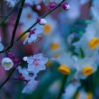 水仙と咲く梅