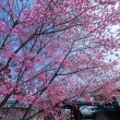 待ちわびた桜