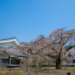 桜の醍醐寺　2