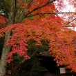 粟田神社の紅葉5