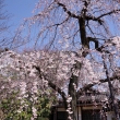 上品蓮台寺の桜2