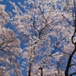 醍醐寺の桜5