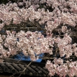 醍醐寺の桜6