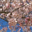醍醐寺の桜8