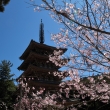醍醐寺の桜12