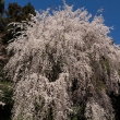 醍醐寺の桜16