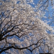 醍醐寺の桜18