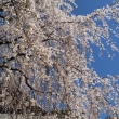 醍醐寺の桜19