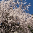 醍醐寺の桜21