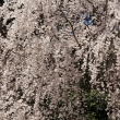 醍醐寺の桜23