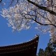 醍醐寺の桜24