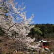 醍醐寺の桜26