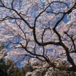 醍醐寺三宝院の桜3