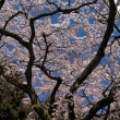 醍醐寺三宝院の桜4