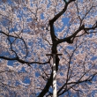 醍醐寺三宝院の桜6