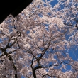 醍醐寺三宝院の桜8