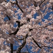 醍醐寺三宝院の桜9