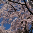 醍醐寺三宝院の桜13