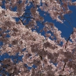 醍醐寺三宝院の桜14