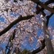 醍醐寺三宝院の桜17