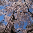 醍醐寺三宝院の桜19