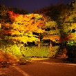 秋の圓徳院　ライトアップ2