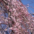 千本釈迦堂の阿亀桜３