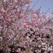 妙覚寺の桜5