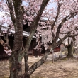 妙覚寺の桜6