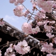 妙覚寺の桜8