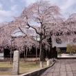 妙覚寺の桜10