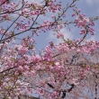 妙覚寺の桜12