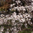 養源院の桜2