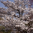 養源院の桜3