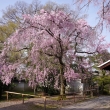 養源院の桜7