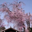 養源院の桜8