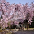 養源院の桜9