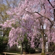 養源院の桜9