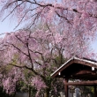 養源院の桜11