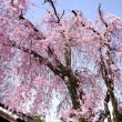 養源院の桜12