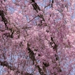 養源院の桜13