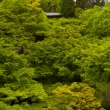 新緑の東福寺13