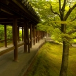 新緑の東福寺24