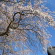 天龍寺の桜4