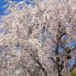 天龍寺の桜5
