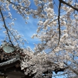 天龍寺の桜11